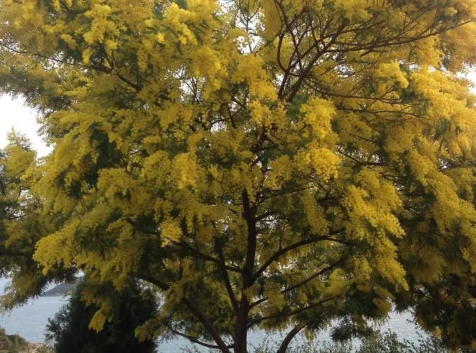 Mare Iraklitsa * Nea Iraklitsa